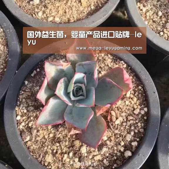 乐鱼app手机版下载