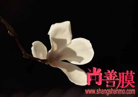 乐鱼平台