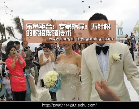 乐鱼平台：专家指导：五针松的嫁接繁殖技术(图2)